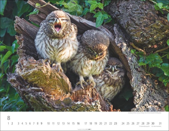 Actual product image Eulen Kalender 2026 (44 x 34 cm, Hardcover, German, English)