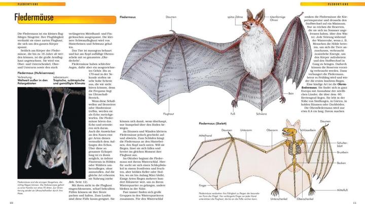 Immagine prodotto Erlebniswelt Wissen Säugetiere (Tedesco, 2022)