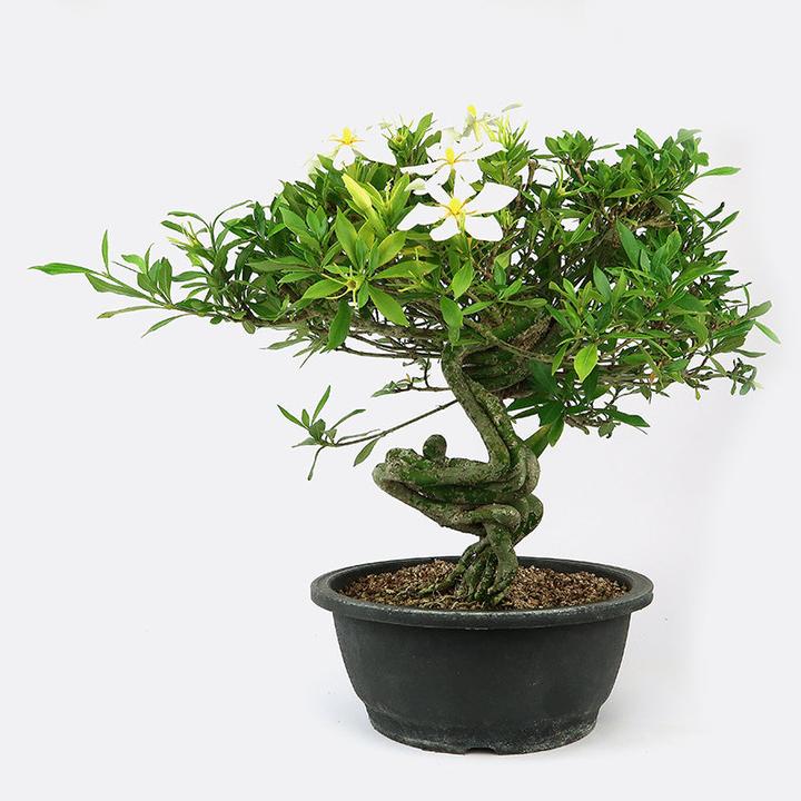 Image du produit Bonsai.ch Gardenia (23 cm)