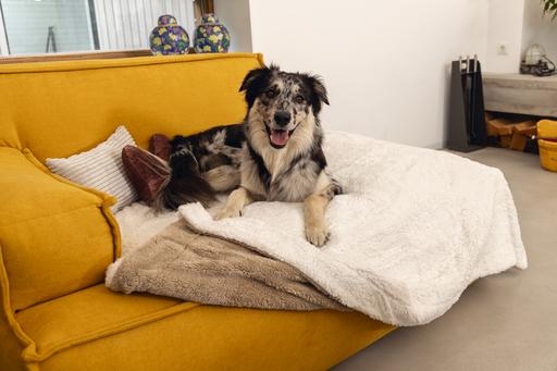 Produktbild Designed by Lotte Wush (Hund)