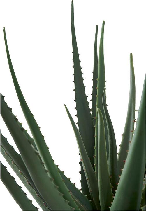Produktbild House Nordic Aloe (51 cm)