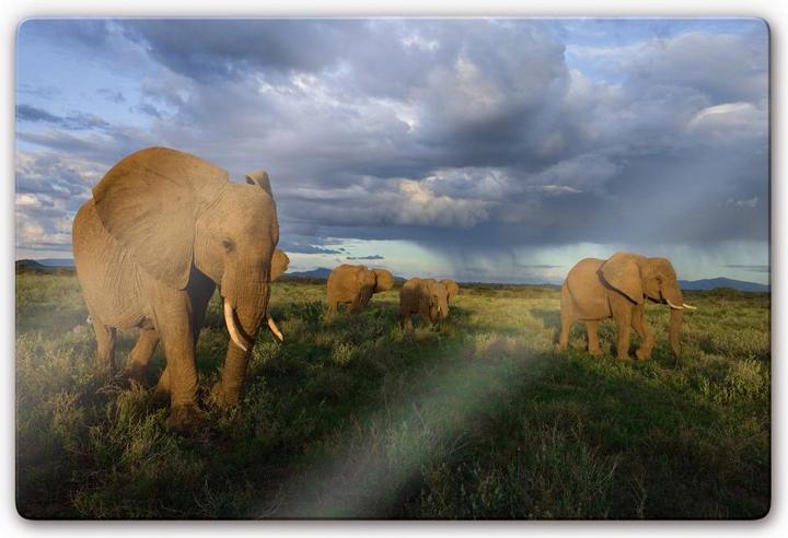 Image du produit National Geographic NG Troupeau d'éléphants (60 x 40 cm)