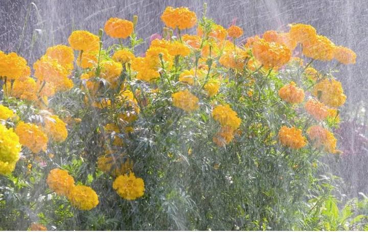 Immagine prodotto Gardena Irrigatori 1998-20 (Irrigatore a tubo)