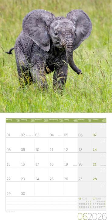Immagine prodotto Elefanten Kalender 2026 - 30x30 (30 x 30 cm, Copertina rigida, Tedesco, Francese, Italiano, Inglese)