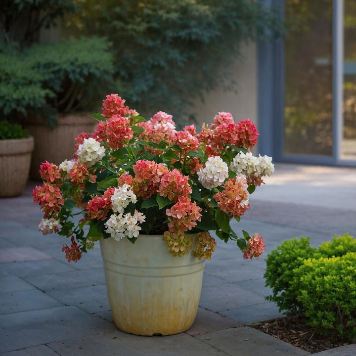 Immagine prodotto Plant in a Box Hydrangea paniculata "Wim's Red" - Ortensia (25 cm)