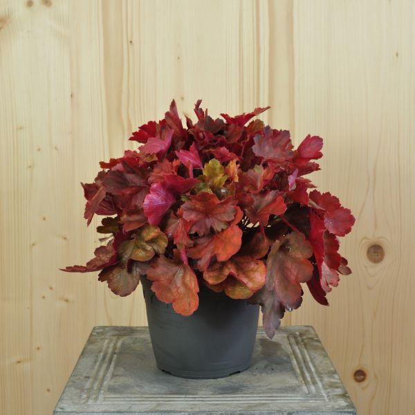 Produktbild Säntispracht 2 er Set, Ein herbstblühendes Purpurglöckchen - Heuchera Cherry Cola (40 cm)