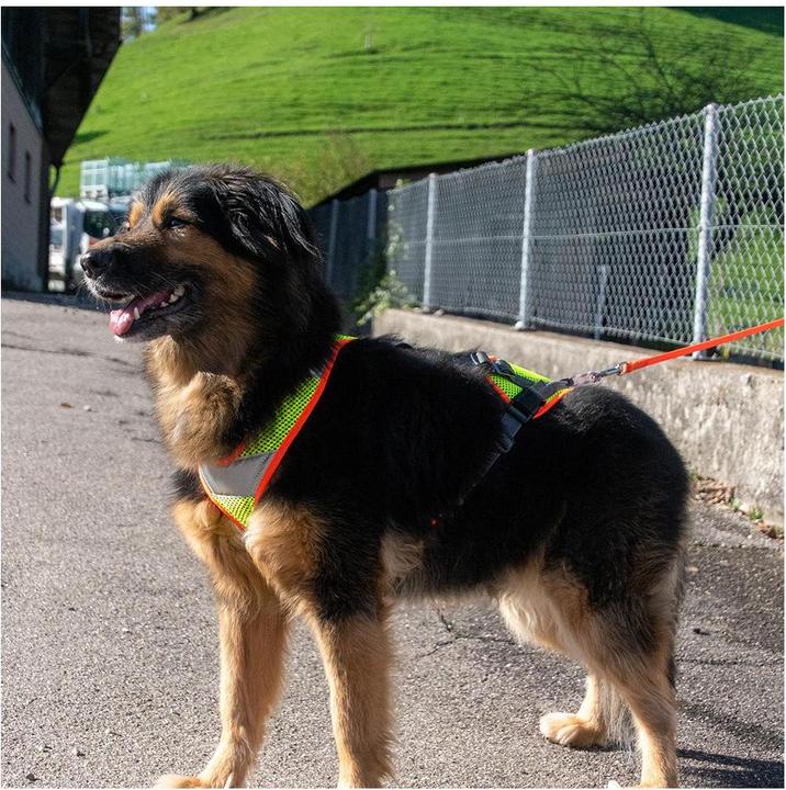 Actual product image Grossenbacher V-Mantrailing harness with reflector (XXS, Dog)