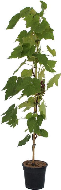 Immagine prodotto Zulauf Hybridrebe / Vitis Venus (80 cm)