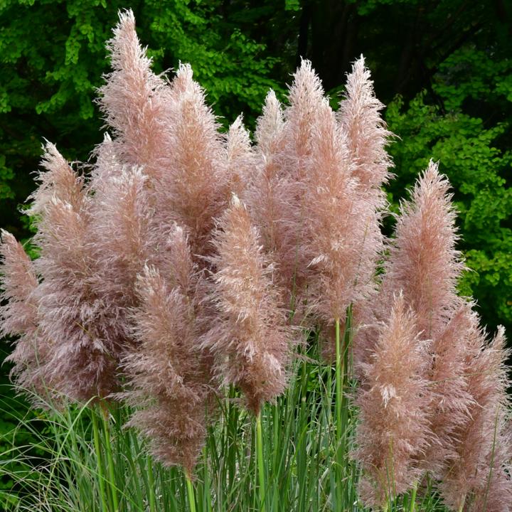 Actual product image Plant in a Box Cortaderia selloana - Set of 6 pampas grasses (25 cm)