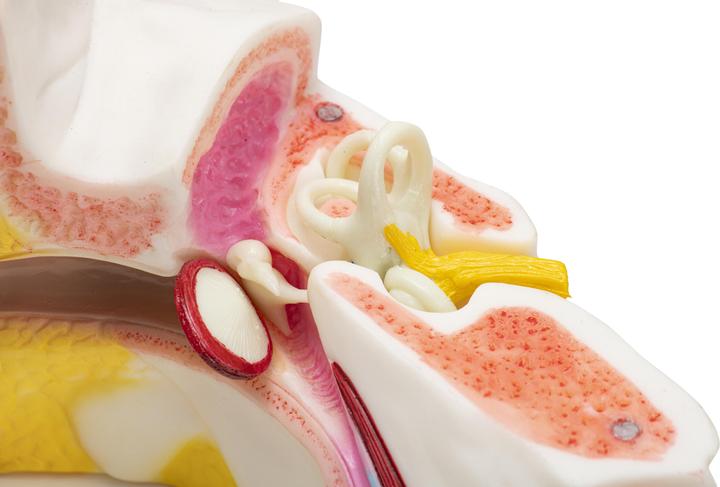Image du produit Betzold Modèle d'oreille
