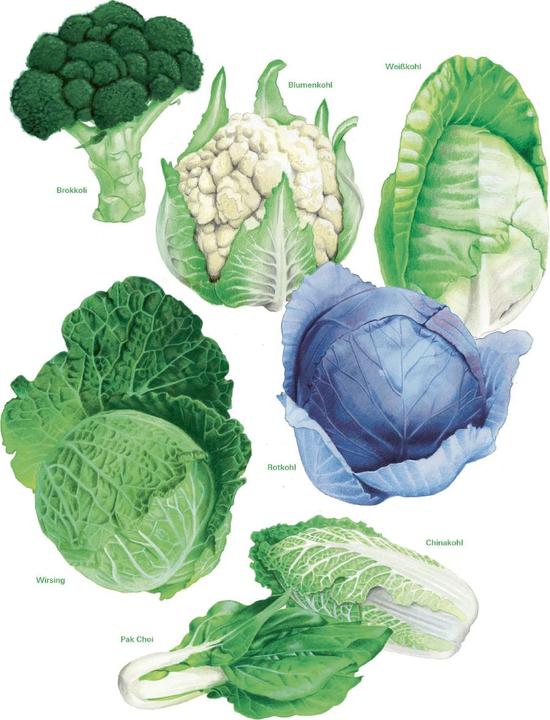 Produktbild Das grosse Gemüse- und Obstgartenbuch (Deutsch, Joachim Mayer, 2025)