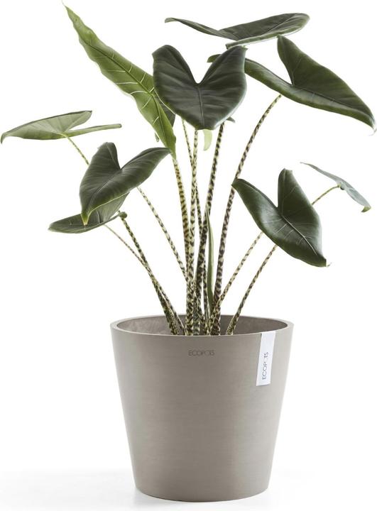 Actual product image Ecopots Amsterdam (40 cm)