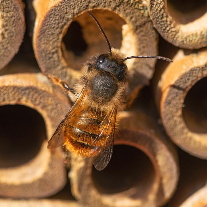 Actual product image Relaxdays Insect hotel (Wild bees)