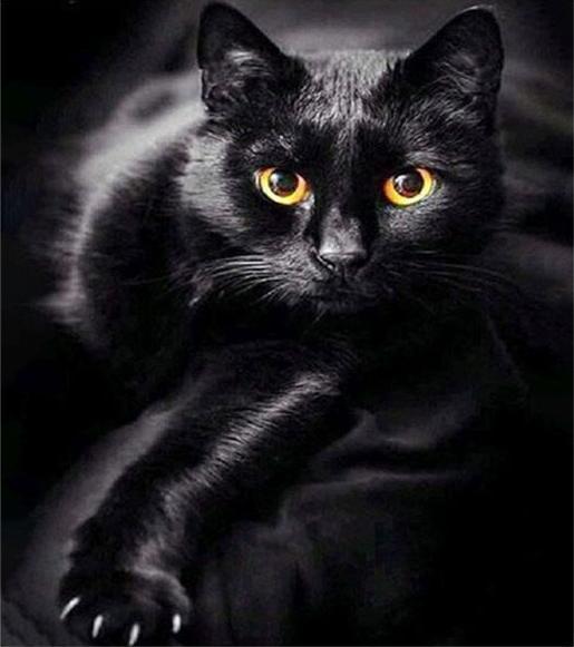Immagine prodotto Pracht Diamond Painting 6037-40801 Gatto nero 25 x 35 cm