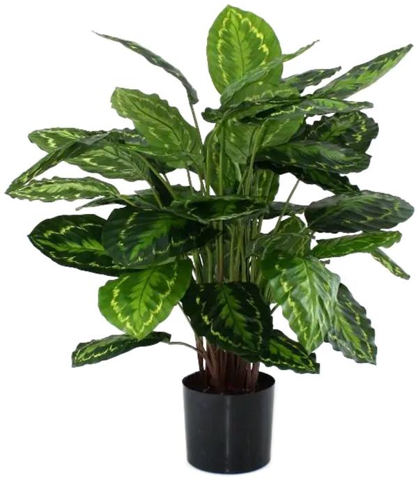 Produktbild Baq Design Calathea Rosea Picta (85 cm)