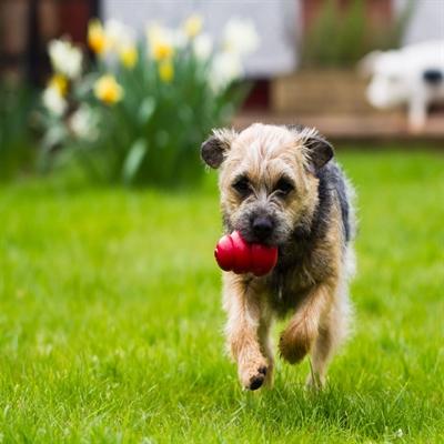 Actual product image KONG Classic (Retrieval, Dog food toy, Dog chew toy)