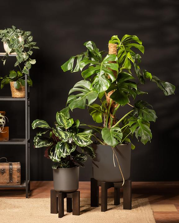 Immagine prodotto feey Monstera XL (125 cm, Appena rinvasata)