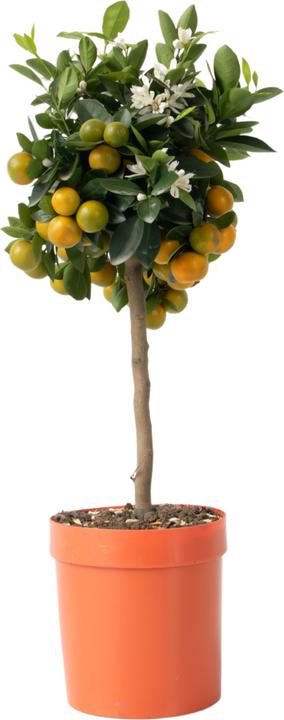 Actual product image Plant in a Box Citrus Mitis Calamondin - Orange tree (55 cm)