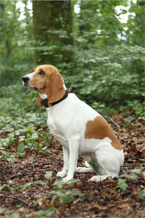 Actual product image Niggeloh Collar DeLuxe (XXS, Dog, General)
