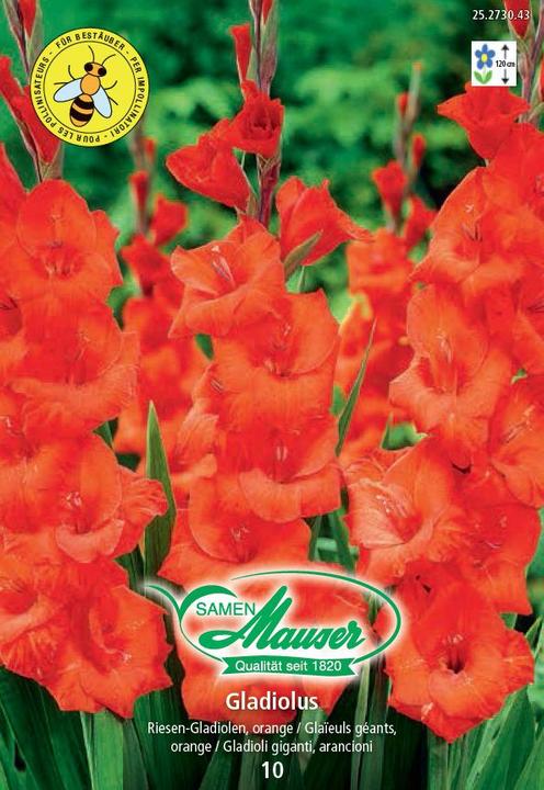 Image du produit Samen Mauser Glaïeuls (Graines de fleurs)