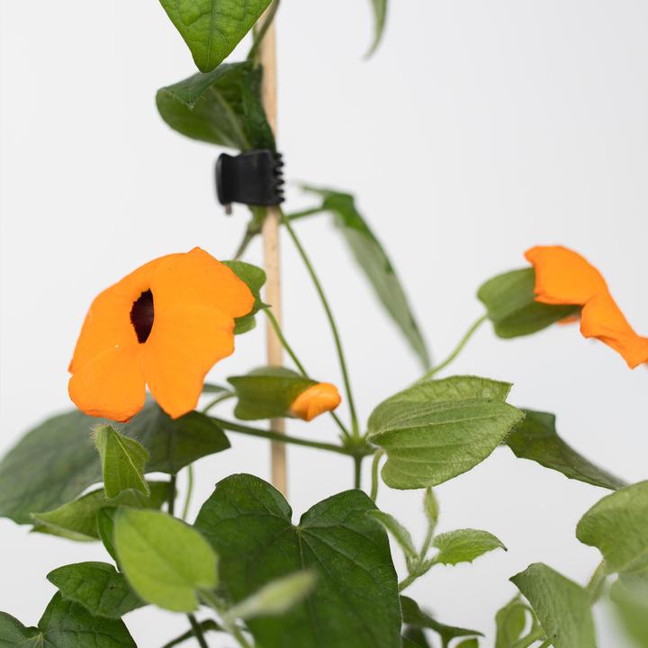 Image du produit Plant in a Box Thunbergia alata 'New Orange' - Lot de 3 Susanna aux yeux noirs (25 cm)