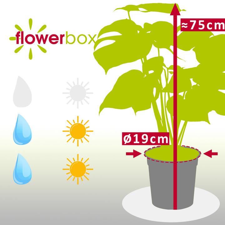 Actual product image Flowerbox Ceriman - height ca. 75 cm, pot-Ø 19 cm - Monstera Deliciosa (75 cm)