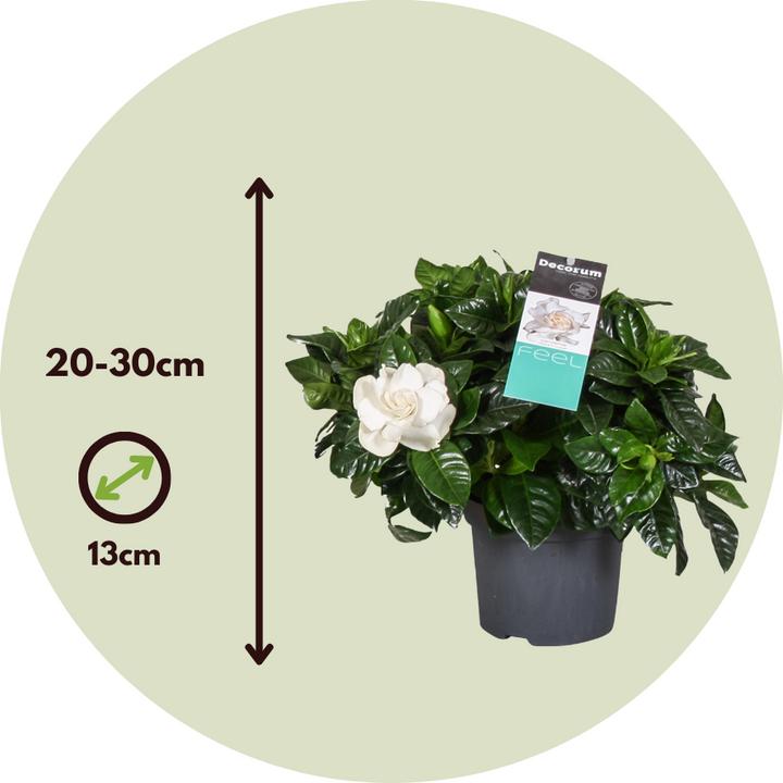 Immagine prodotto Plant in a Box Gardenia Jasminoides (20 cm)
