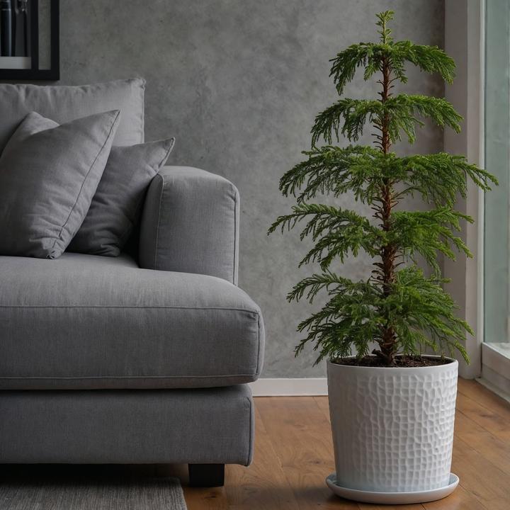 Immagine prodotto Plant in a Box Araucaria Heterophylla - Pino delle isole di Norfolk (80 cm)