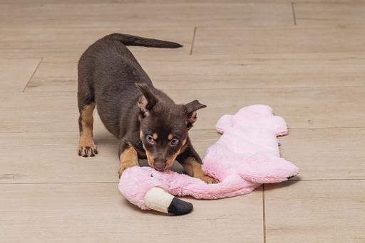 Productafbeelding Beeztees Puppy Flatino Flamingo Fe (Puppy speelgoed)