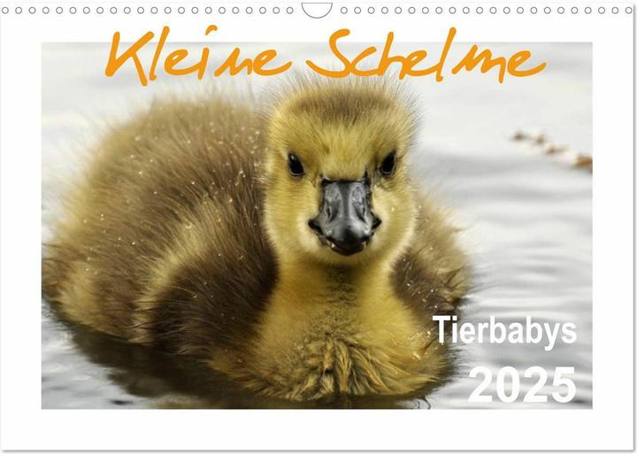 Actual product image Kleine Schelme - Tierbabys (Wandkalender 2025 DIN A3 quer), Monatskalender (A3, German)
