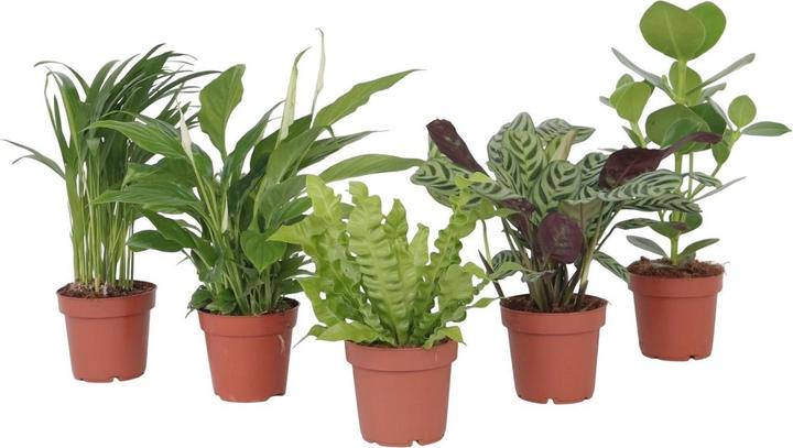 Produktbild Plant in a Box Areca, Asplenium, Clusia, Philodendron, Spathiphyllum - 5er Mischung Lufreinigende pflanzen (25 cm)