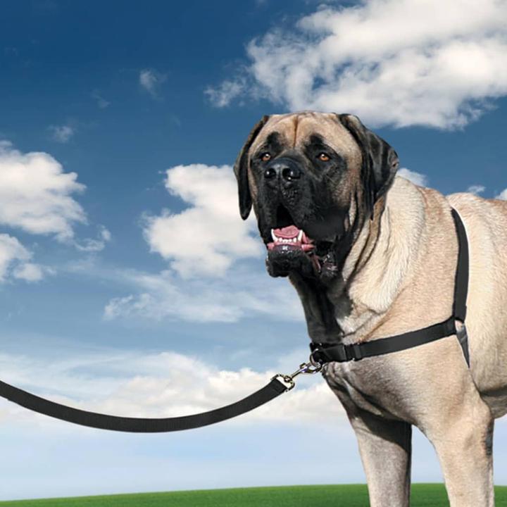 Produktbild PetSafe Easy Walk (XL, Hund, Spazieren)
