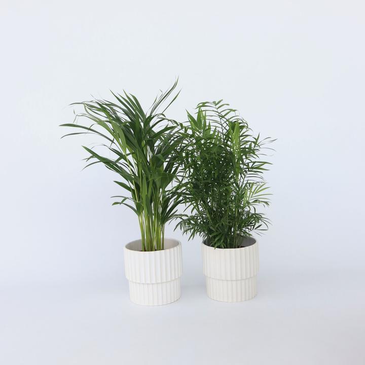 Image du produit Plant in a Box Chamaedorea Elegans, Dypsis lutescens - Mélange de 2 palmiers d'intérieur (60 cm)