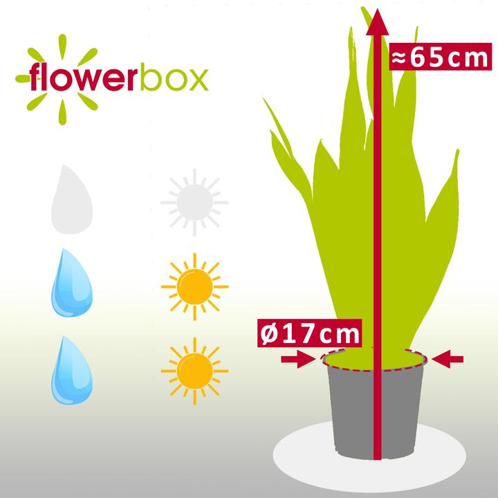 Actual product image Flowerbox Striped snake plant - height ca. 65 cm, pot-Ø 17 cm - Sansevieria trifasciata Laurentii (65 cm)