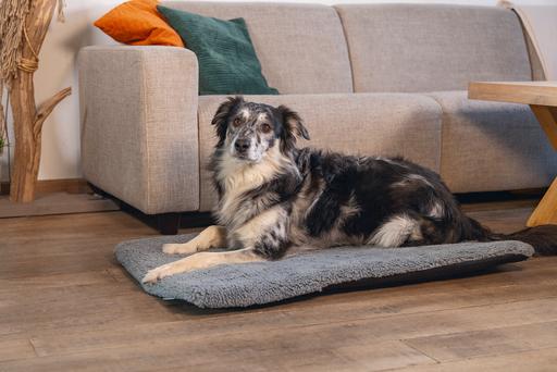 Productafbeelding Beeztees Ito (Hond)