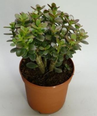 Produktbild Geldbaum (25 cm)