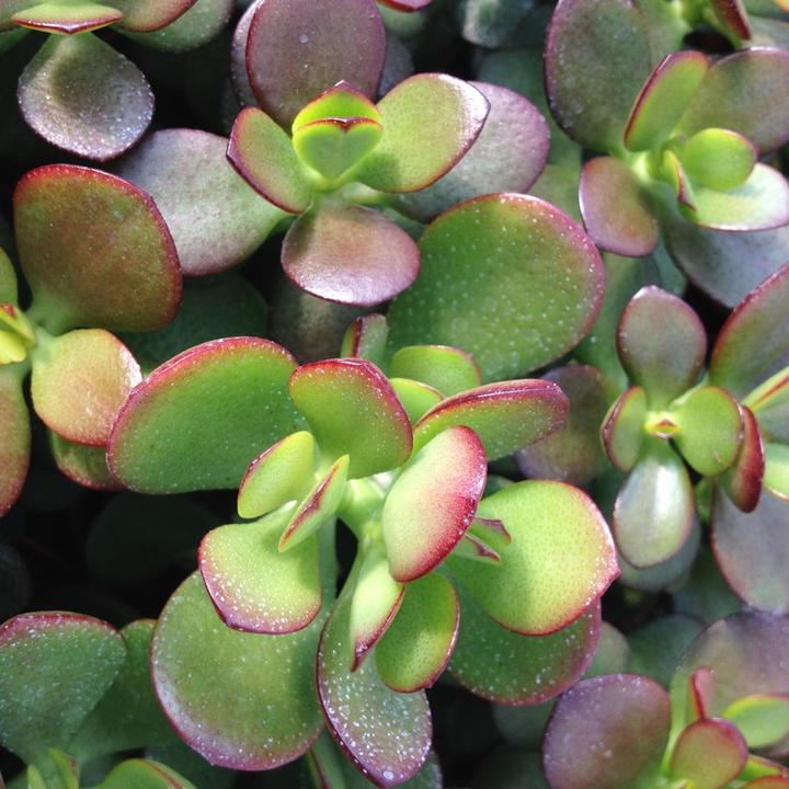 Produktbild Geldbaum (25 cm)