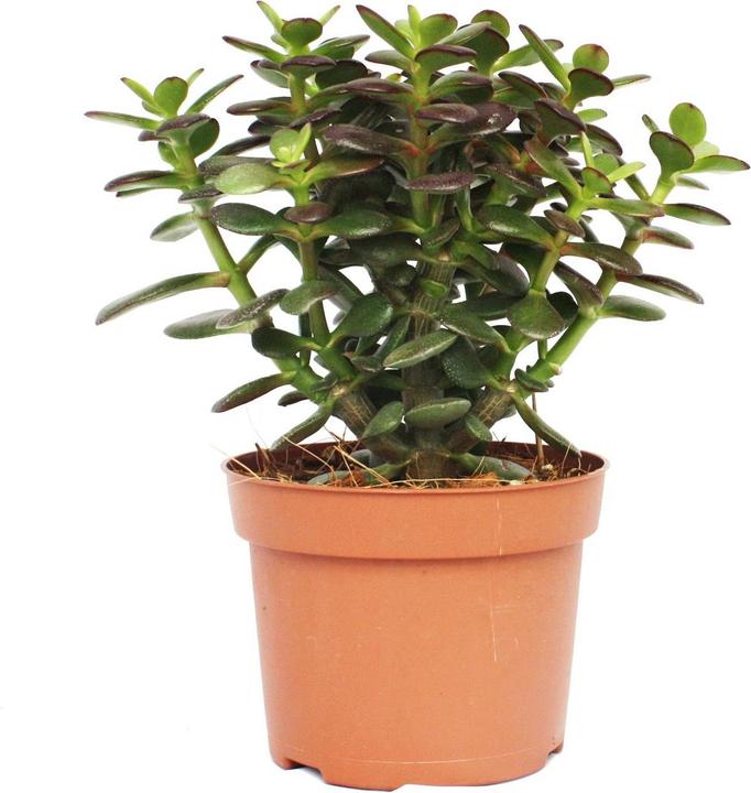Produktbild Geldbaum (25 cm)