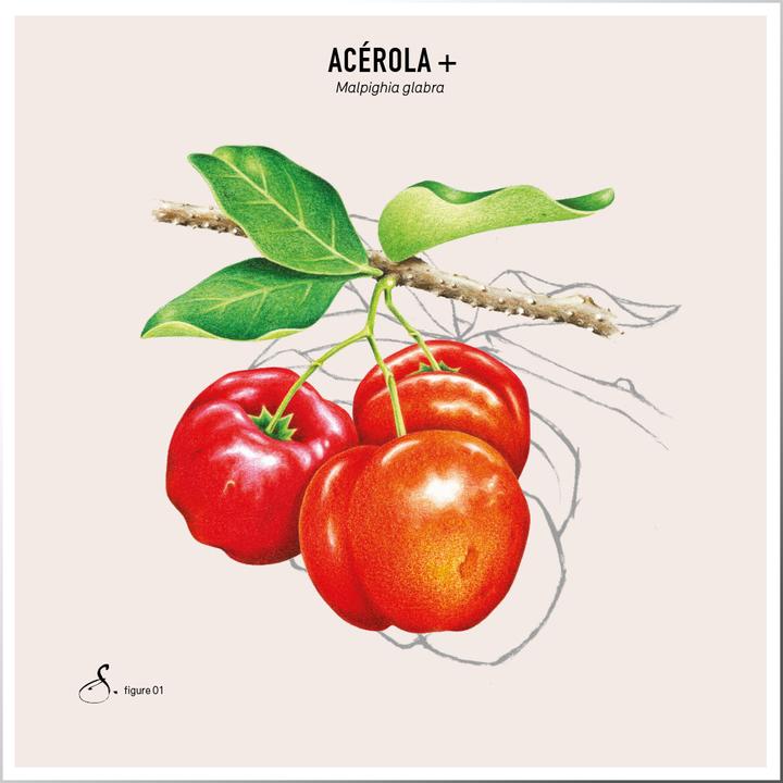 Image du produit Sekoya Acérola + | Vitamine C naturelle (180 pièce(s), Cachets)