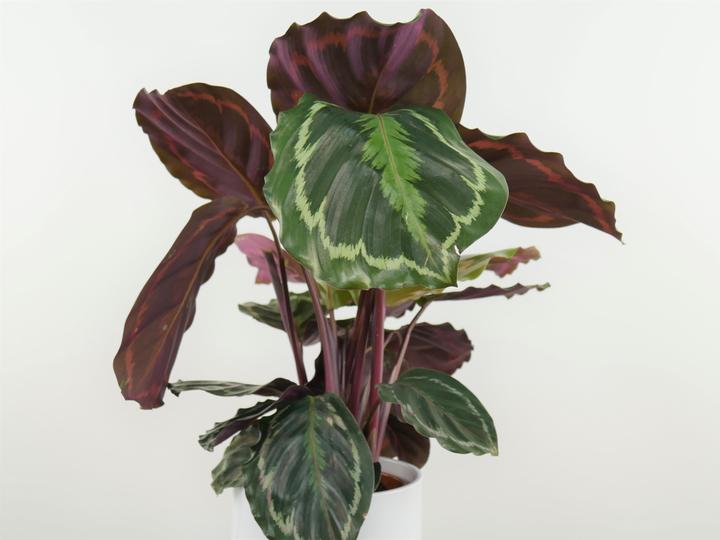 Actual product image Calathea Medallion (45 cm)