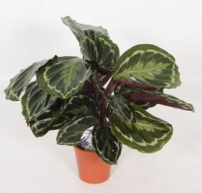Actual product image Calathea Medallion (45 cm)