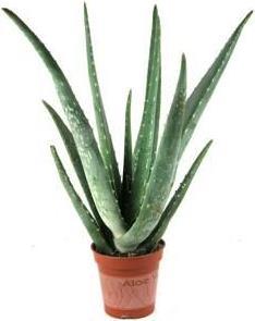 Image du produit Aloe vera (40 cm)