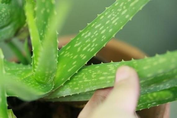 Image du produit Aloe vera (40 cm)