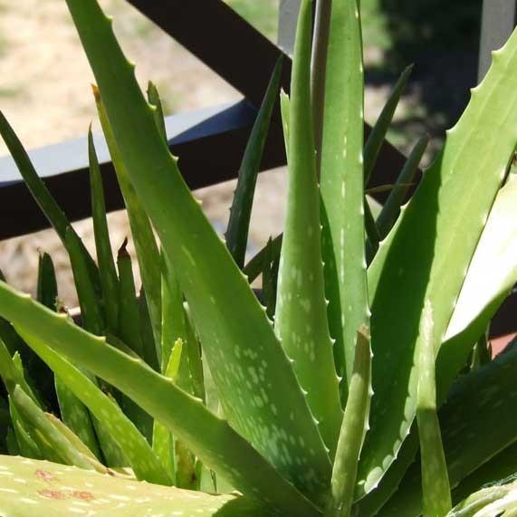 Image du produit Aloe vera (40 cm)