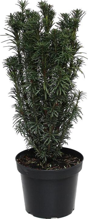 Immagine prodotto Zulauf Säulen-Kopfeibe / Cephalotaxus h. 'Fastigiata' (60 cm)