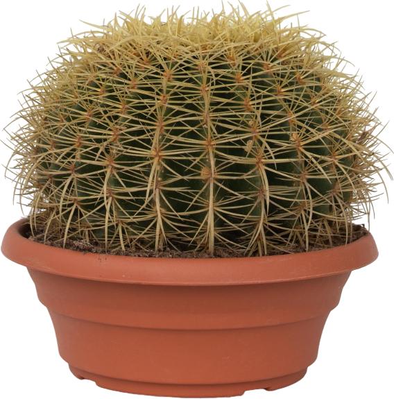 Produktbild Plant in a Box Echinocactus grusonii - Goldkugelkaktus (25 cm)