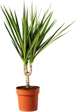 Immagine prodotto Drago marginata (70 cm)