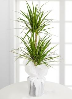 Immagine prodotto Drago marginata (70 cm)