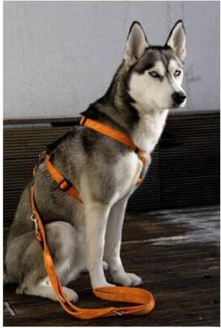Produktbild Rogz Alpinist Hundegeschirr K2 J L 45-75cm (L, Hund)