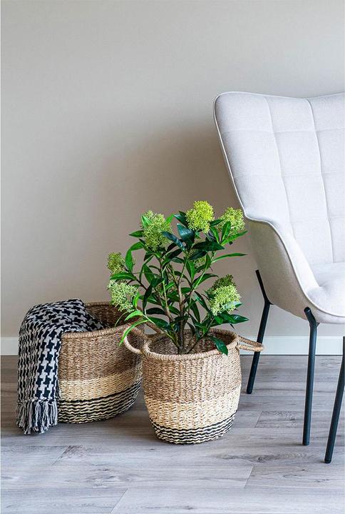 Actual product image House Nordic Skimmia (75 cm)